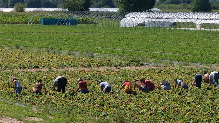 Har­te Handarbeit: Erntehelfer kämpfen sich kniend und hockend Reihe für Reihe durch die Felder. ...