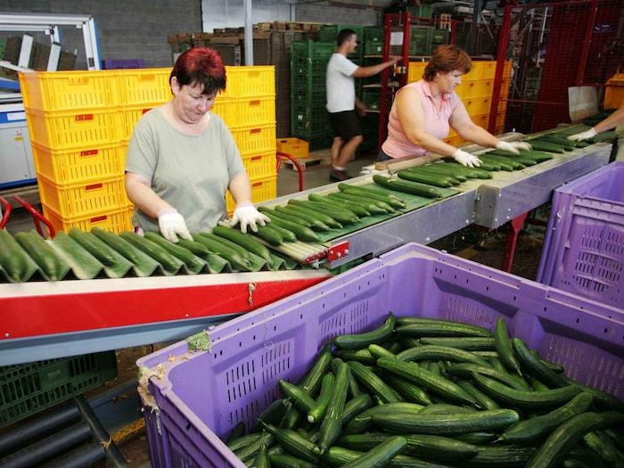 „Perlinger“ gehört zu den größten Gemüseproduzenten Österreichs. An den Standorten in Wallern ...