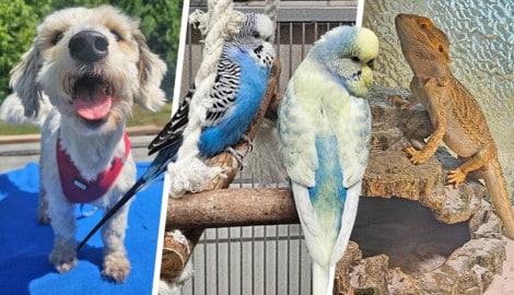 Ob Hund, Wellensittich oder Bartagame, sie alle suchen einen schönen Platz zum Leben.