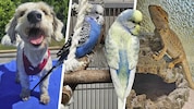 Ob Hund, Wellensittich oder Bartagame, sie alle suchen einen schönen Platz zum Leben.