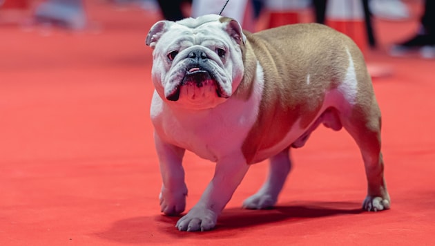 Bei der geplanten „World Dog Show“ müssen Tiere mit Qualzuchtsymptomen oder äußerlich ...