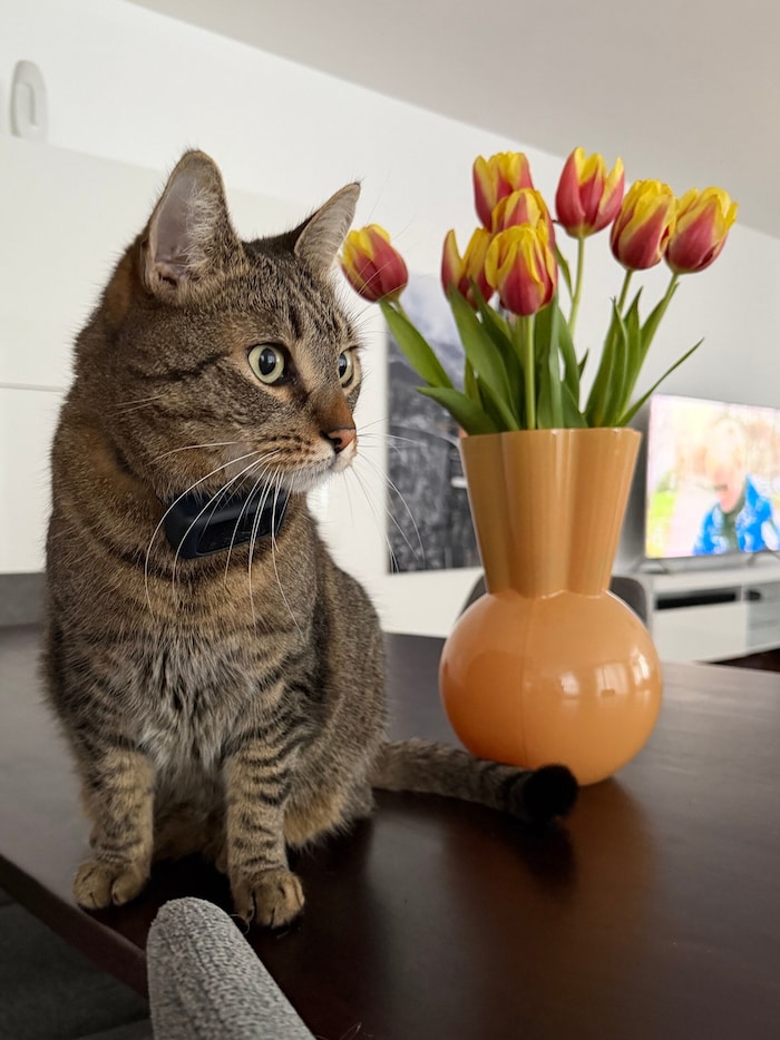 Auch diesmal ist der freche Kater „Strizi“ wieder dabei – in „Alibi al dente“ heißt er „Findus“.