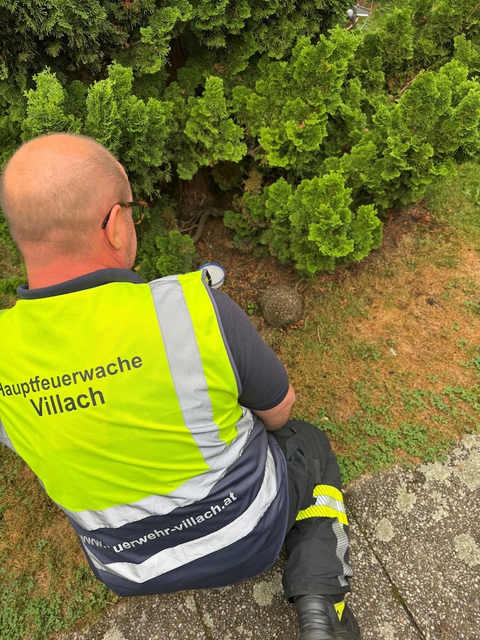 Retten und unverletzt in die Freiheit entlassen konnten die Feuerwehrleute den Igel.