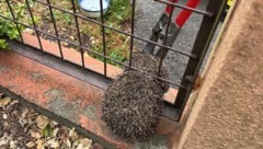 Mit dem Bolzenschneider konnte der Igel aus dem Zaun befreit werden.