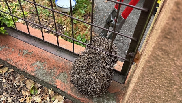 Mit dem Bolzenschneider konnte der Igel aus dem Zaun befreit werden.