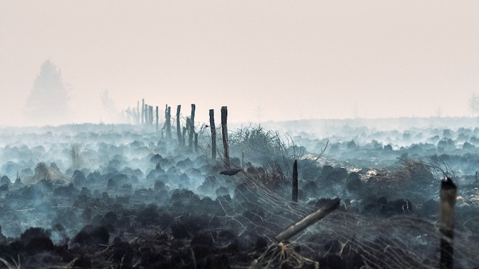 Ungefähr 3000 Hektar Vegetation wurden dort vernichtet.