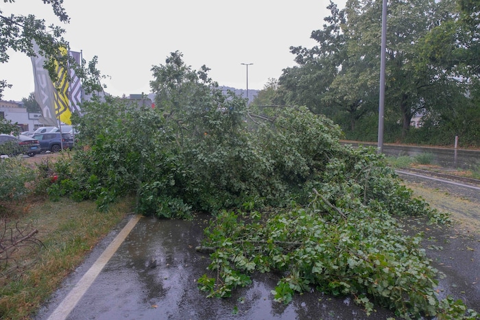 In Linz-Urfahr stürzte ein Baum auf die Fahrbahn der Auffahrt zur Mühlkreisautobahn (A7).