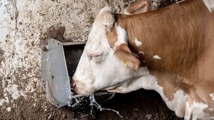 Futterkosten für Bauern werden extrem teuer.