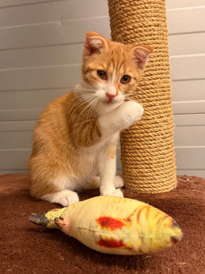 Katerchen Calypso wünscht sich ein Zuhause in Geborgenheit
