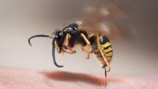 Eine verstärkte Wespenpräsenz sorgt in Österreich derzeit wieder für Verunsicherung. Die Gefahr ...