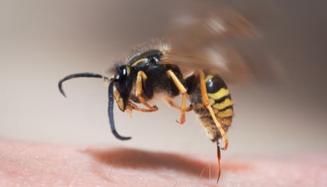 Eine verstärkte Wespenpräsenz sorgt in Österreich derzeit wieder für Verunsicherung. Die Gefahr ...