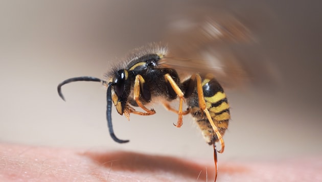 Eine verstärkte Wespenpräsenz sorgt in Österreich derzeit wieder für Verunsicherung. Die Gefahr ...