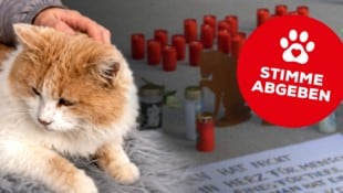 Der Tierschutzverein Kitzbühel kämpft um Gerechtigkeit für den getöteten Kater.