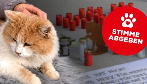 Der Tierschutzverein Kitzbühel kämpft um Gerechtigkeit für den getöteten Kater.
