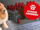 Der Tierschutzverein Kitzbühel kämpft um Gerechtigkeit für den getöteten Kater.