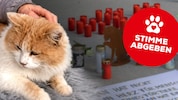 Der Tierschutzverein Kitzbühel kämpft um Gerechtigkeit für den getöteten Kater.