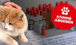 Der Tierschutzverein Kitzbühel kämpft um Gerechtigkeit für den getöteten Kater.
