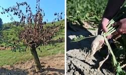 Holunder (Bild links) ist von der Dürre besonders geschädigt, auch bei Zuckerrüben (Bild rechts) ...