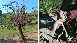 Holunder (Bild links) ist von der Dürre besonders geschädigt, auch bei Zuckerrüben (Bild rechts) ...