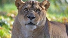 So lebensfroh wird „Nala“ den Besuchern in Erinnerung bleiben.