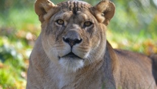 So lebensfroh wird „Nala“ den Besuchern in Erinnerung bleiben.