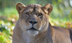 So lebensfroh wird „Nala“ den Besuchern in Erinnerung bleiben.