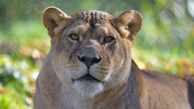 So lebensfroh wird Nala den Besuchern in Erinnerung bleiben.