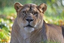 So lebensfroh wird „Nala“ den Besuchern in Erinnerung bleiben.
