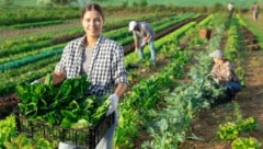 Im Burgenland sind heuer nur 61 Kontingentplätze für die befristete Beschäftigung ausländischer ...