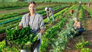 Im Burgenland sind heuer nur 61 Kontingentplätze für die befristete Beschäftigung ausländischer ...