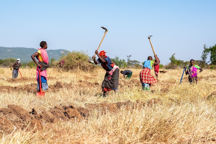 Auf der Lebensmittelfarm in Kenia arbeiten nur Frauen
