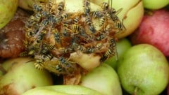 Auch durch gegorenes Obst können Wespen jetzt aggressiver werden.