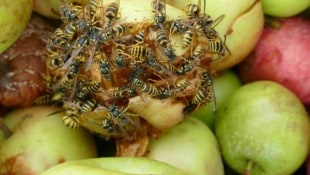 Auch durch gegorenes Obst können Wespen jetzt aggressiver werden.