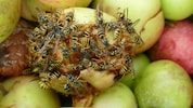 Auch durch gegorenes Obst können Wespen jetzt aggressiver werden.