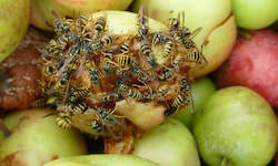 Auch durch gegorenes Obst können Wespen jetzt aggressiver werden.