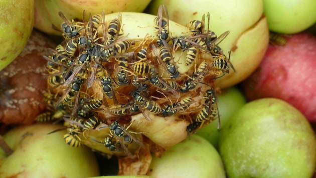 Auch durch gegorenes Obst können Wespen jetzt aggressiver werden.