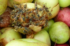 Auch durch gegorenes Obst können Wespen jetzt aggressiver werden.