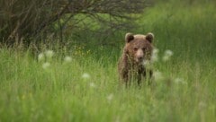 Ein Braunbär in der Slowakei