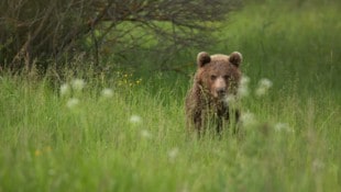 Ein Braunbär in der Slowakei