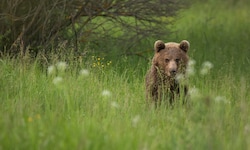 Ein Braunbär in der Slowakei