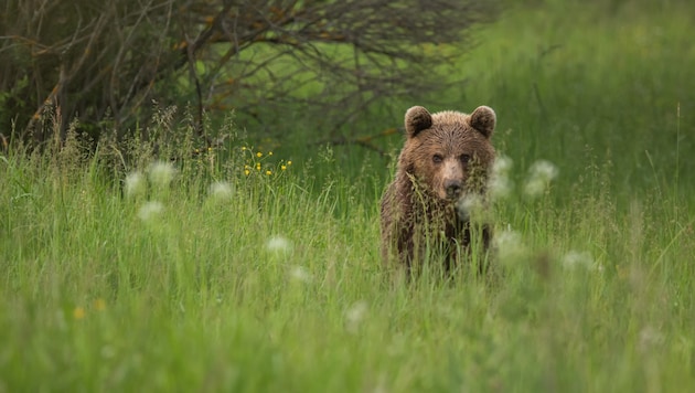 Ein Braunbär in der Slowakei