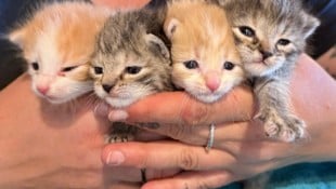 Die vier Babys konnten glücklicherweise unversehrt gerettet werden.