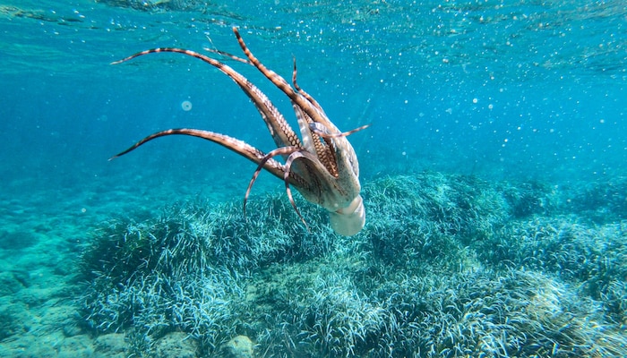 Gemeine Kraken (Octopus vulgaris) breiten sich durch die Erwärmung der Meere im Südwesten ...