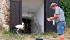 Mit viel Liebe nahm sich Josef Mandl der verletzten Jungtiere an. Dank seiner Fürsorge fliegen ...