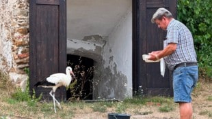Mit viel Liebe nahm sich Josef Mandl der verletzten Jungtiere an. Dank seiner Fürsorge fliegen ...