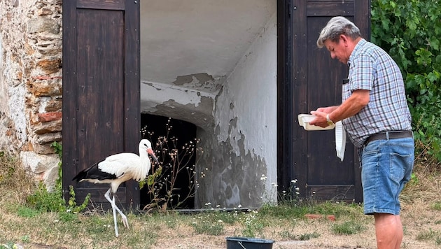 Mit viel Liebe nahm sich Josef Mandl der verletzten Jungtiere an. Dank seiner Fürsorge fliegen ...