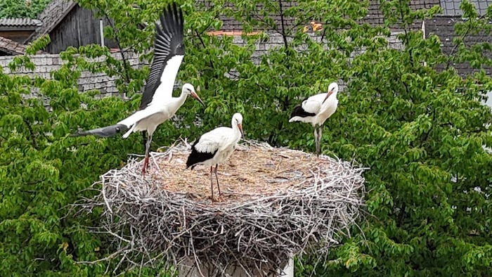 Die Storchenfamilie ist zurück auf dem Pfarrhaus-Dach.