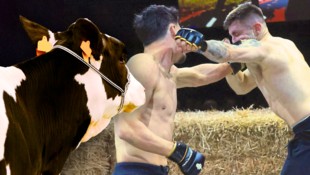Am Samstag stehen in der Rieder Versteigerungshalle keine Kühe, sondern Fighter im Heu!