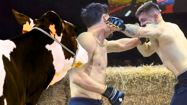 Am Samstag stehen in der Rieder Versteigerungshalle keine Kühe, sondern Fighter im Heu!