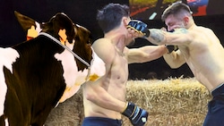 Am Samstag stehen in der Rieder Versteigerungshalle keine Kühe, sondern Fighter im Heu!